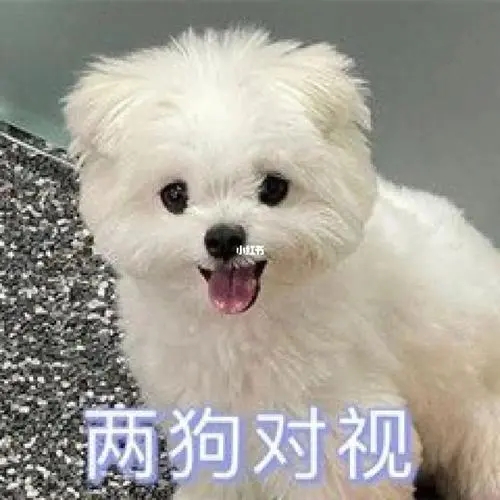 2025两狗对视表情包图片大全无水印下载下载安装