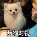 2025两狗对视表情包图片大全无水印下载下载安装